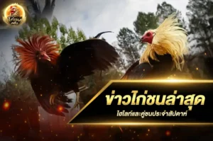 ข่าวไก่ชนล่าสุด