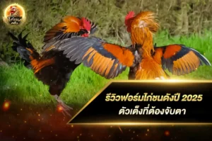 รีวิวฟอร์มไก่ชนดังปี 2025