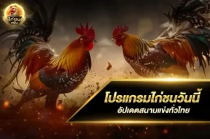 โปรแกรมไก่ชนวันนี้