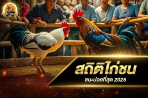 สถิติไก่ชนชนะบ่อยที่สุด 2025